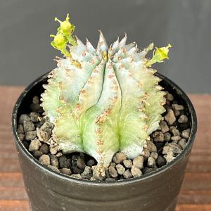 観葉植物 ユーフォルビア ホリダ（白タイプ）2.5号鉢植え