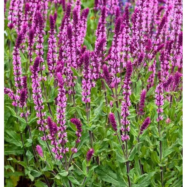 草花の苗 サルビア ネモローサ カラドンナピンク11cm角ポット