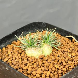 観葉植物 オーニソガラム サルディエミー 2.5号鉢植え