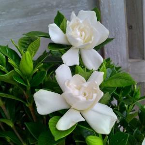 花木 庭木の苗 クチナシ 四季咲きクチナシ4.5号ポット