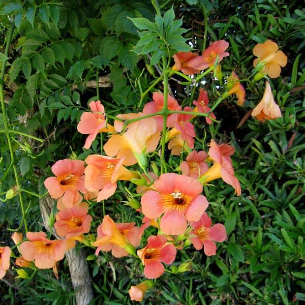 草花の苗 ノウゼンカズラ（オレンジ）3.5号ポット