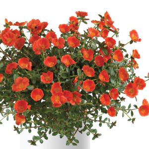 草花の苗 サマーセール (わけあり特価)ポーチュ...の商品画像