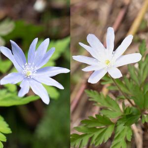 山野草の苗 菊咲きイチゲ 3-3.5号ポット