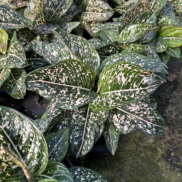 観葉植物 アグラオネマ トムズプライド 5号鉢植え