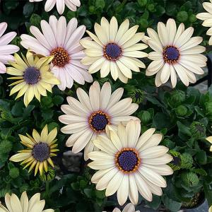 草花の苗 オステオスペルマム シュガーバター3号ポット