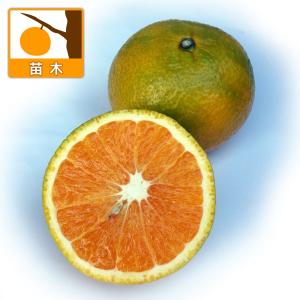 果樹の苗 ミカン スイートスプリング3号ポットの商品画像