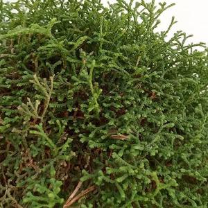 山野草の苗 ハリガネカズラ（針金かずら）