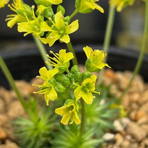 山野草の苗 ナズナ ハリイヌナズナ3号ポット