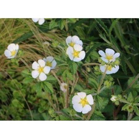 草花の苗 ポテンティラ レクタ アルバ3号ポット