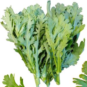 野菜の苗 シュンギク チュウバシュンギク（中葉春菊）3.5号ポット苗