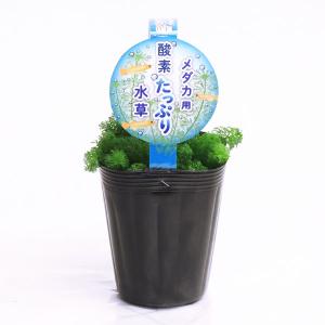 草花の苗 メダカ用 酸素たっぷり水草（アンブリア）3.5号ポット