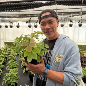 観葉植物 アジアンタム ペルビアナム 5号鉢植え