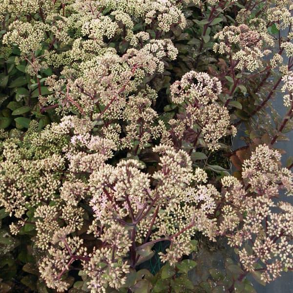 観葉植物 （わけあり特価）セダム マトローナ5号ポット