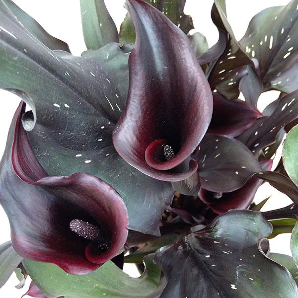 カラー ブラック系5号鉢植え*