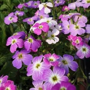 草花の苗 （わけあり特価）バージニアストック（マルコミア） 花色ミックス3号ポット