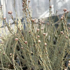 花木 庭木の苗 ディクラスティリス グラビフローラ 4号ポット