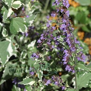 山野草の苗 ヤマハッカ（山薄荷） 斑入り3号ポット