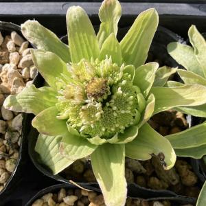 山野草の苗 ふき（蕗・ふきのとう）3.5号ポット
