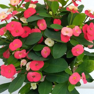 トゲ無し大輪ハナキリン（花キリン） シャインキッス・レッド系4号鉢植え