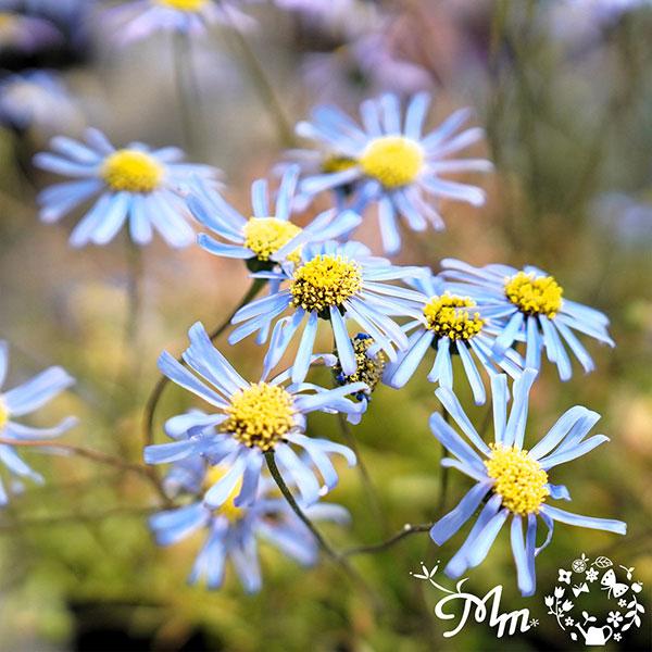 草花の苗 キングフィッシャー デージー 3-3.5号ポット（村岡オーガニックさん自家採種株） 3株セ...