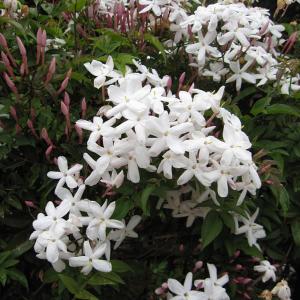 つる性植物 白い花の商品一覧 通販 Yahoo ショッピング