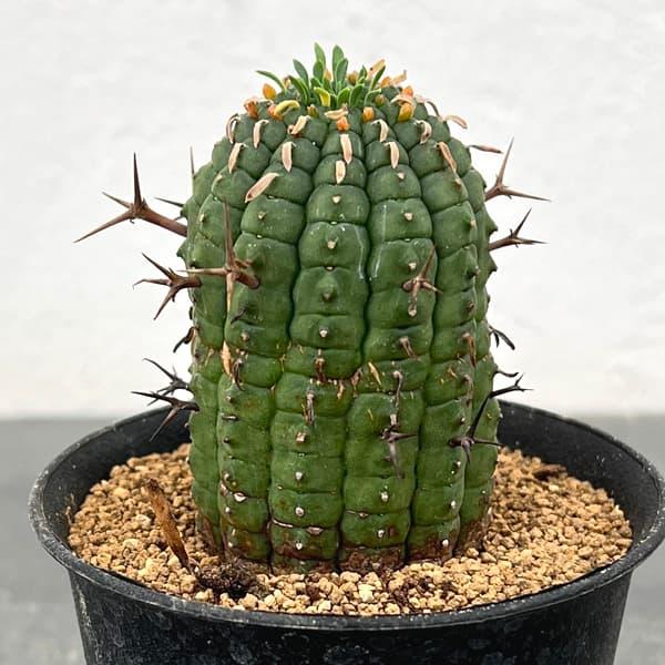 観葉植物 ユーフォルビア ステリスピナ（群星冠） 3号鉢植え*