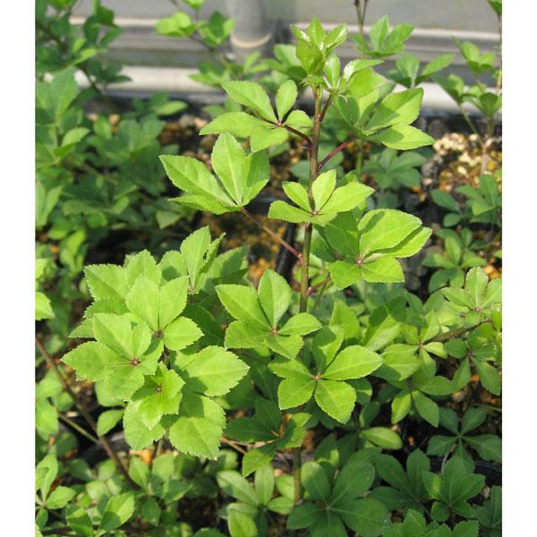 野菜の苗 ヒメウコギ（姫五加皮） 4号ポット