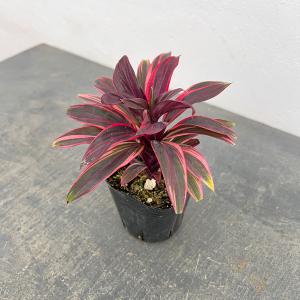 観葉植物 コルジリネ（コルディリネ） ピンクレディ 3号ポット