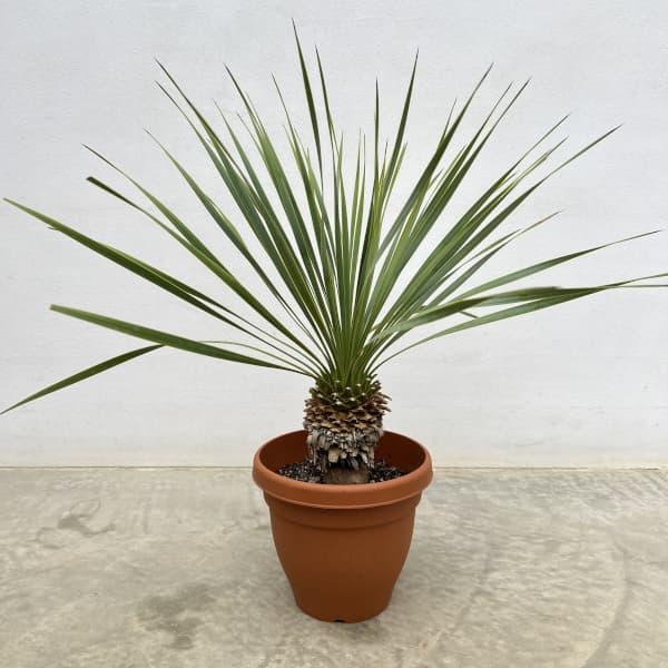 観葉植物 ユッカ ロストラータ 6号鉢植え