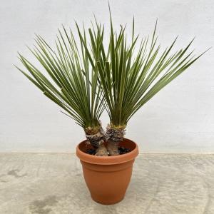 観葉植物 ユッカ ロストラータ（2本立ち） 6号鉢植え