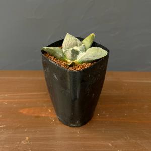 観葉植物 サボテン アリオカルプス怒涛花牡丹 2.5号鉢植え
