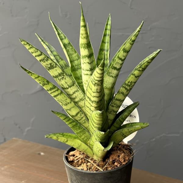 観葉植物 サンセベリア パゴタ 3号エコポット植え