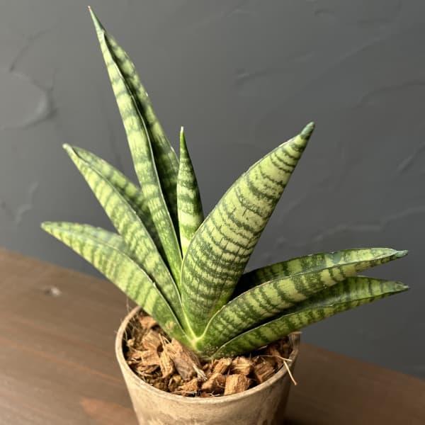 観葉植物 サンセベリア インディ 3号エコポット植え