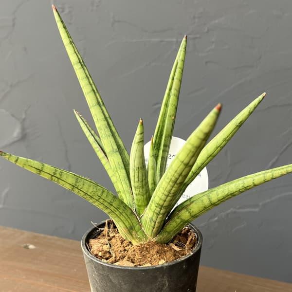 観葉植物 サンセベリア ボブ 3号エコポット植え