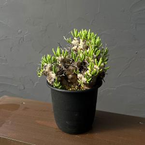 観葉植物 チレコドン レティキュラーツス(万物想)4号鉢植え26-01