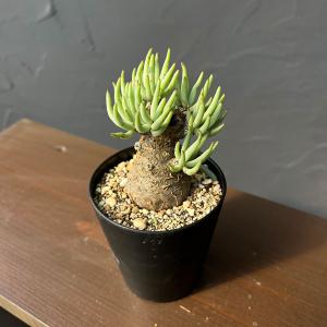 観葉植物 チレコドン ペアルソニー 3号鉢植え ザ・ファームセレクト