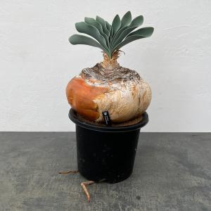 観葉植物 (わけあり特価)ブーファン ハエマンソ...の商品画像