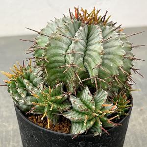 観葉植物 ユーフォルビア ホリダ 3号鉢植え26-04