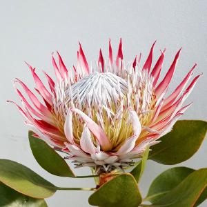 花木 庭木の苗 プロテア シナロイデス（キングプロテア）5号鉢植え