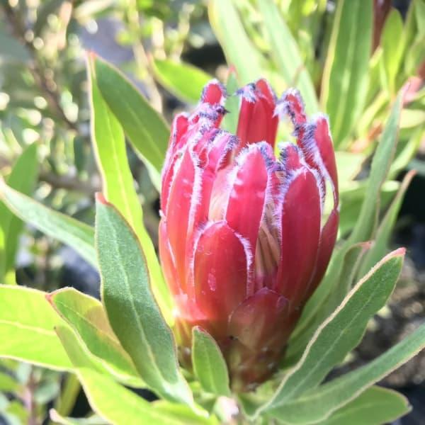花木 庭木の苗 プロテア スザンナエ6号鉢植え