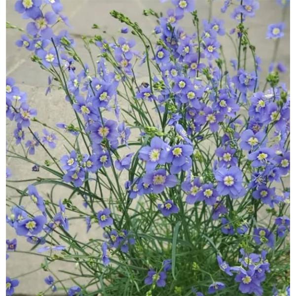 草花の苗 ヘリオフィラ ブルーインパルス3号ポット 6株セット