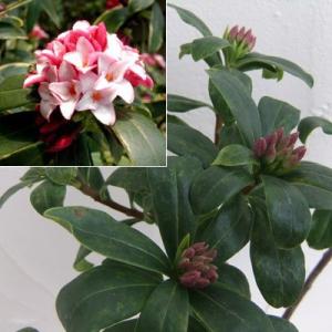 春の花木特集 沈丁花（ジンチョウゲ）：赤花6号ポット