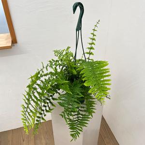 観葉植物 ゴニオフレビウム ナイティ 5号吊り鉢