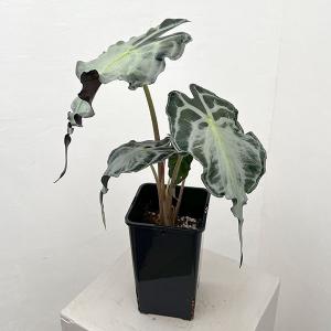 観葉植物 アロカシア ヴェノム 4号鉢植え26-07