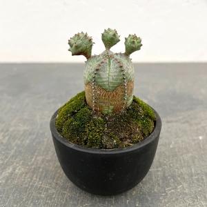 観葉植物 ユーフォルビア オベサ梵天 2.5号盆栽風仕立て26-03