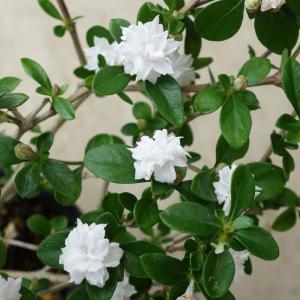 花木 庭木の苗 ハクチョウゲ(白丁花) 八重咲き...の商品画像