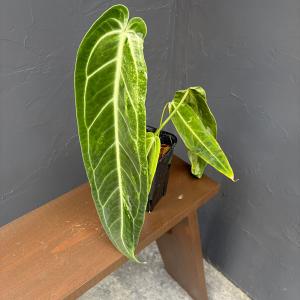 観葉植物 アンスリウム ワロクアナム ミューテーション 3.5号ポット