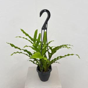 観葉植物 ドリナリア クエルシフォリア 3.5号吊り鉢