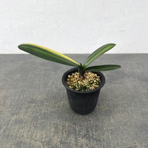 観葉植物 クンシラン（君子蘭） 黄斑入り 3号ポット