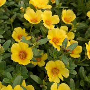 草花の苗 ポーチュラカ ラヴァ イエロー3.5号ポット